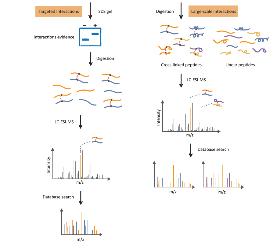 creative-proteomics-03.png